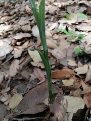 Platanthera brevifolia