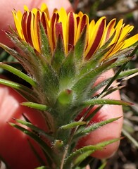 Oedera capensis