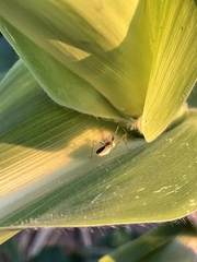Zelus renardii