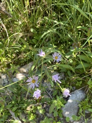 Symphyotrichum spathulatum