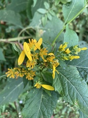 Verbesina occidentalis