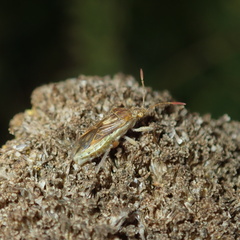 Stictopleurus