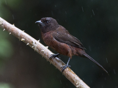 Ramphocelus carbo
