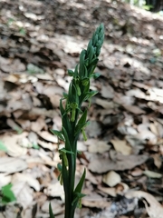 Platanthera brevifolia