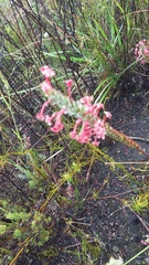 Struthiola macowanii