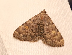 Idia aemula