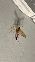 Ctenopelmatinae