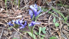 Gentianopsis barbellata