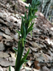 Platanthera brevifolia