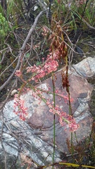 Struthiola macowanii