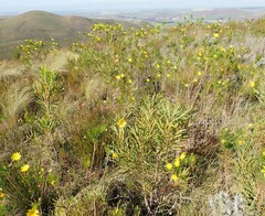 Euryops abrotanifolius