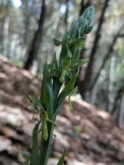 Platanthera brevifolia