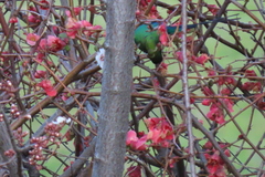 Nectarinia famosa famosa