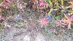 Gentianopsis barbellata