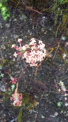Struthiola macowanii