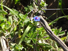 Lysimachia arvensis caerulea