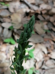 Platanthera brevifolia