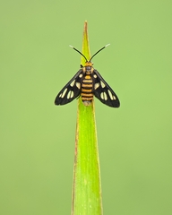 Amata huebneri