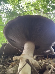 Stropharia
