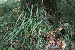 Carex pilosa