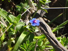 Lysimachia arvensis caerulea