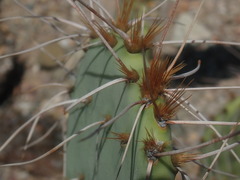 Opuntia
