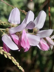 Indigofera venulosa