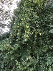 Humulus lupulus
