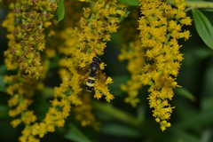 Cerceris rybyensis