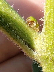 Smiliinae