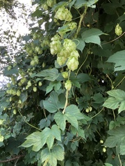 Humulus lupulus