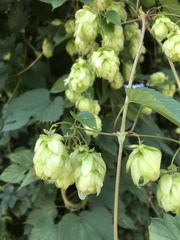Humulus lupulus