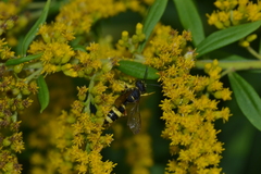 Cerceris rybyensis