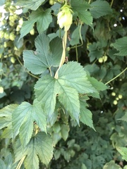 Humulus lupulus