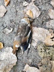 Coccothraustes coccothraustes