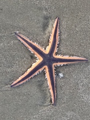Astropecten articulatus