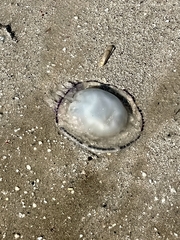 Rhizostoma pulmo