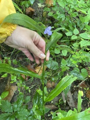Tradescantia