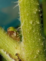 Smiliinae