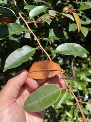 Chrysophyllum oliviforme