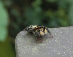 Carrhotus sannio