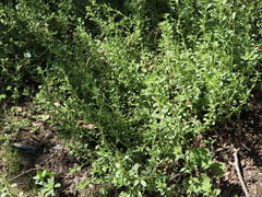 Amaranthus albus