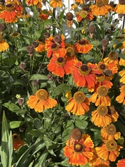Helenium