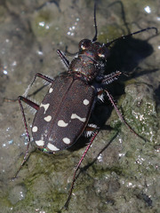 Cicindela oregona oregona