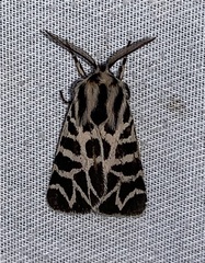 Apantesis nevadensis