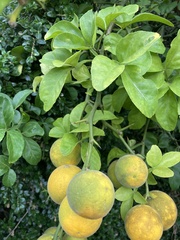 Citrus trifoliata
