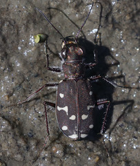 Cicindela oregona oregona