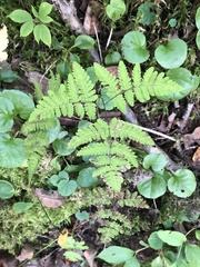 Gymnocarpium dryopteris