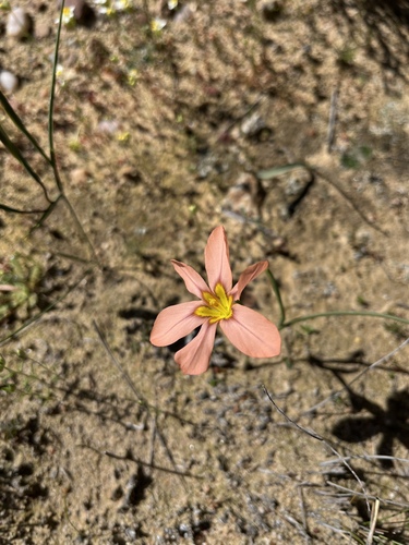 Image of Moraea vallisbelli by (c) Charleen Brunke, some rights reserved (CC BY)