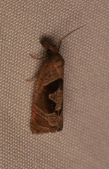 Pelochrista similiana